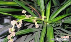 巴西木的花语是什么？巴西木寓意有哪些常见问题？