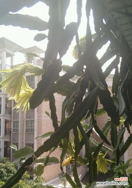 霸王花开花时间是什么时候?它的寓意又有哪些?