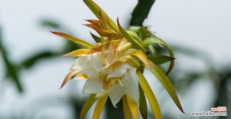 霸王花开花时间是什么时候?它的寓意又有哪些?