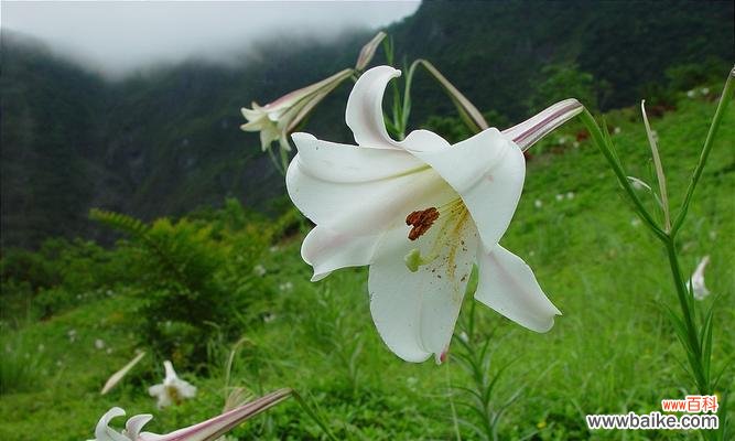 白百合的花语是什么意思?了解白百合的象征意义和用途?