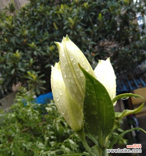 白百合花代表什么意思？花语背后的文化含义是什么？