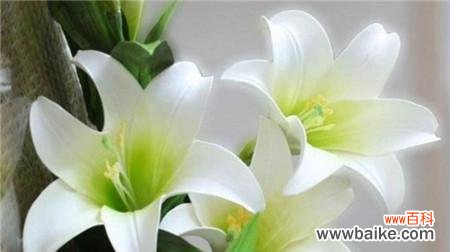 白百合花代表什么意思？花语背后的文化含义是什么？