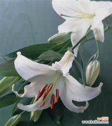 白百合花代表什么意思？花语背后的文化含义是什么？