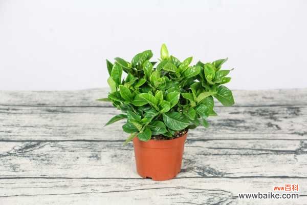 栀子花发蔫还能活吗