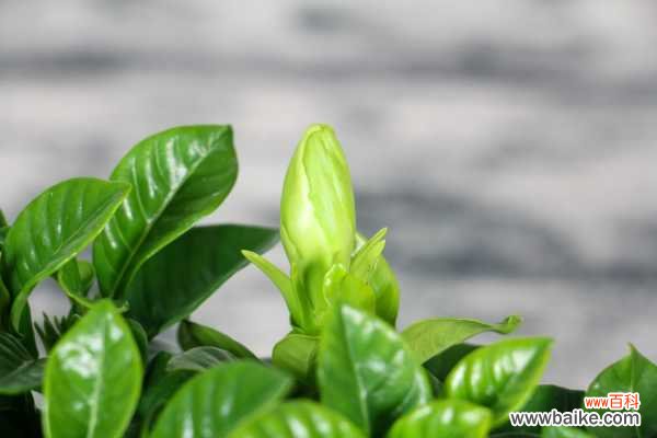 栀子花枯萎了怎么救活