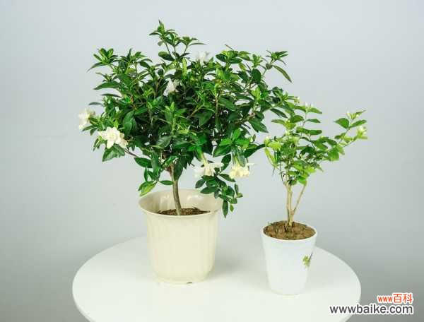 栀子花骨朵很久不开花怎么办