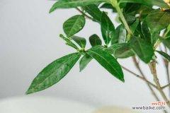 栀子花干叶子怎么办