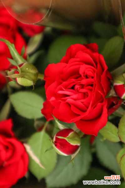 月季花叶子卷曲怎么办