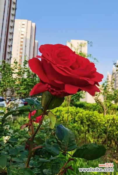 月季花叶子卷曲怎么办