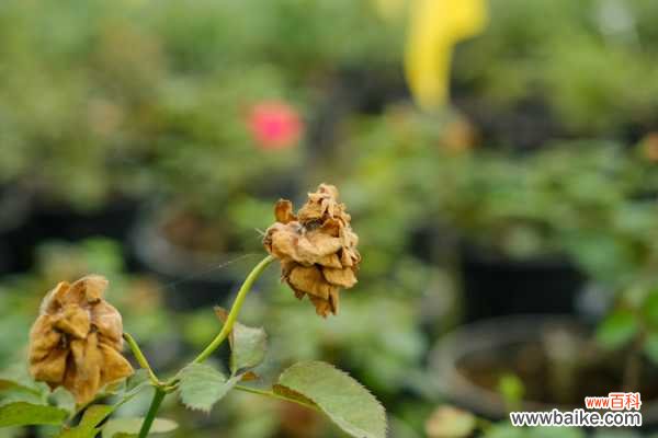 月季花叶子卷曲怎么办