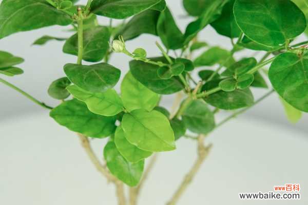 茉莉的叶子打卷干碎怎么办