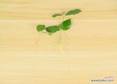 茉莉的叶子打卷干碎怎么办