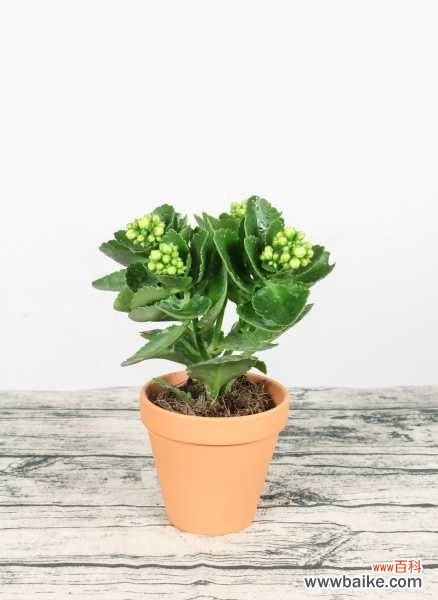 栀子花叶尖干枯发褐色怎么办