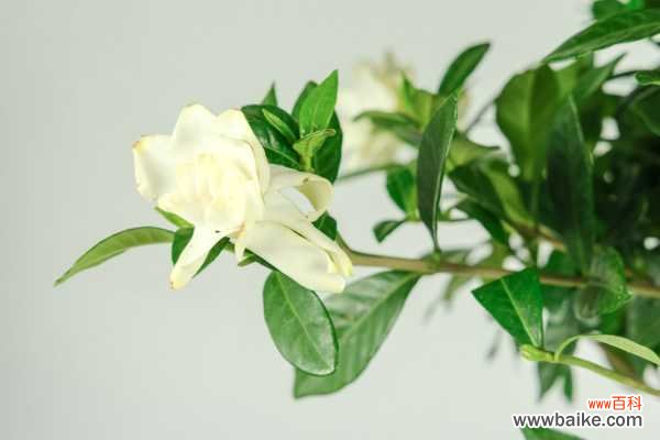 栀子花叶尖干枯发褐色怎么办