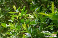 栀子花为什么只长叶子不开花，怎么救治