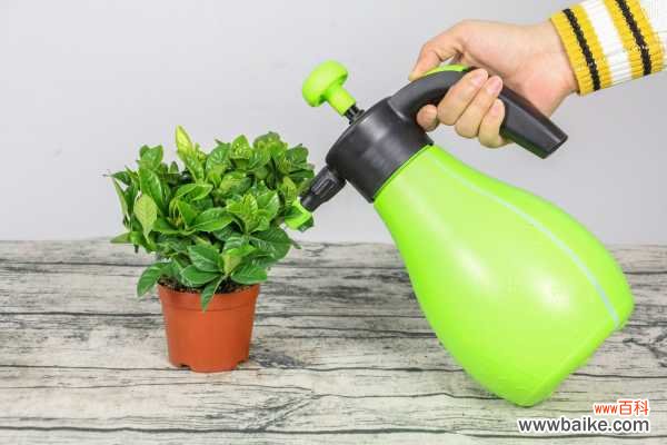 栀子花叶子边缘发黑枯萎怎么办