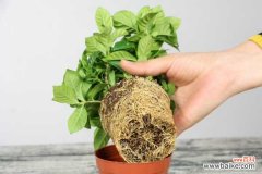 栀子花叶子边缘发黑枯萎怎么办