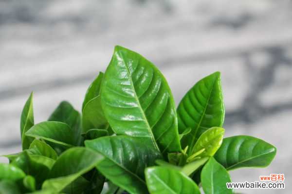 栀子花叶子边缘发黑枯萎怎么办