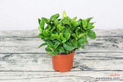 栀子花冬季黑叶的原因