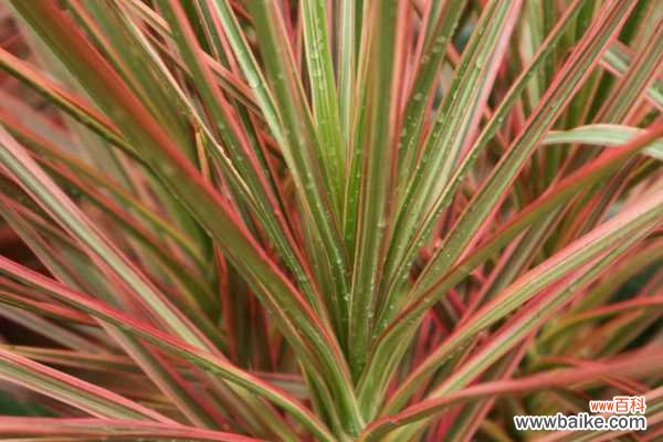 千年木叶子下垂枯萎，掉叶子怎么办