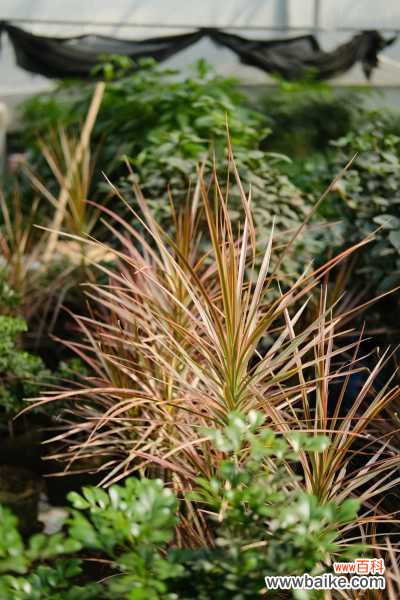 千年木叶子下垂枯萎，掉叶子怎么办