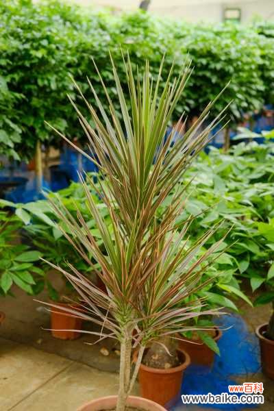 千年木叶子下垂枯萎，掉叶子怎么办