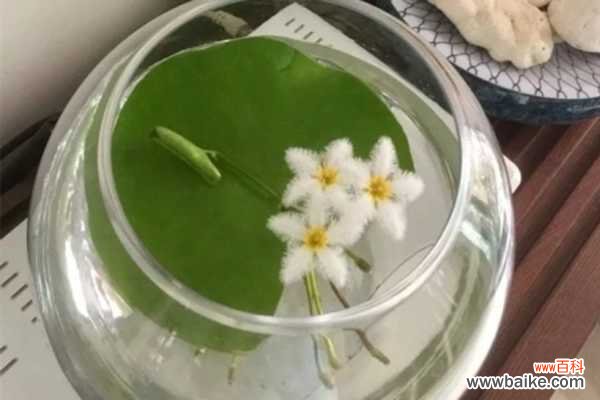 一叶莲叶子腐烂怎么办