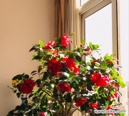 茶花树养殖指南，从选种到养护全知道！ 如何成功养护茶花树？