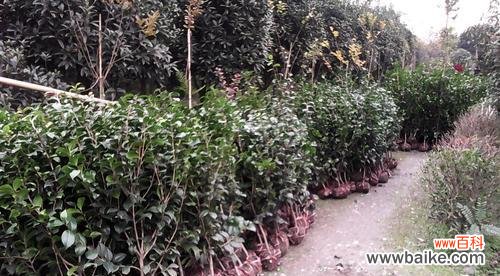 茶花树养殖指南，从选种到养护全知道！ 如何成功养护茶花树？