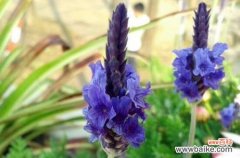 如何养护薰衣草及其繁殖技巧 薰衣草种植指南