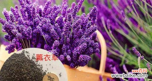 如何养护薰衣草及其繁殖技巧 薰衣草种植指南