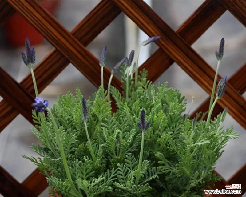 如何养护薰衣草及其繁殖技巧 薰衣草种植指南