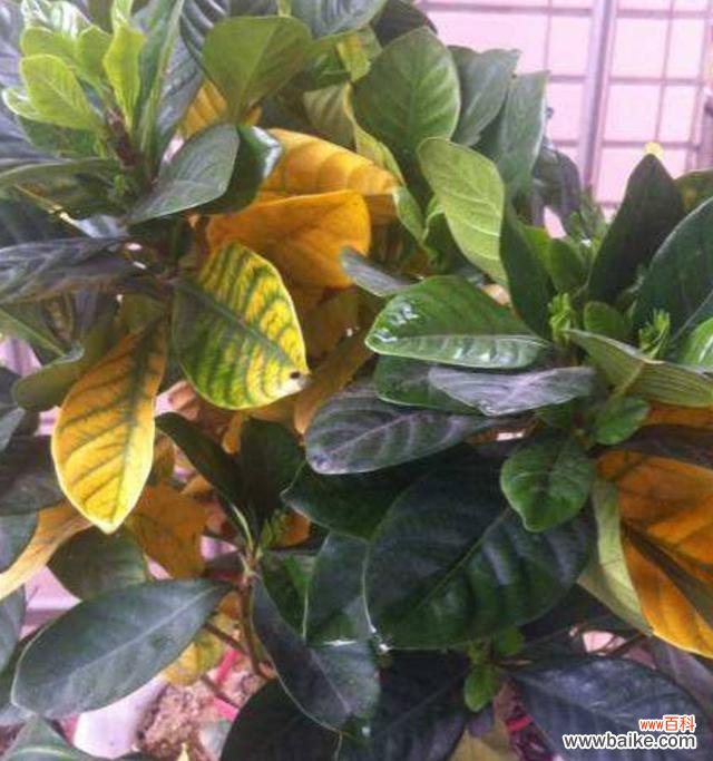 探究牡丹花叶子发黄的原因及解决方法 牡丹黄叶的原因