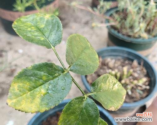 探究牡丹花叶子发黄的原因及解决方法 牡丹黄叶的原因