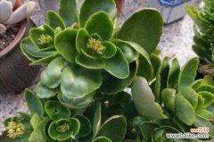 高温下如何打理长寿花，让它更加茁壮健康 夏季长寿花养殖全攻略