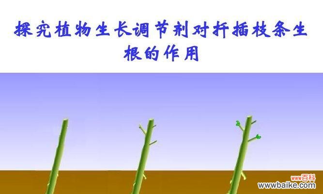 探究植物和动物的根系构造及其重要作用 根的分类与作用