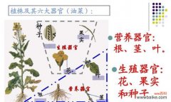 探究植物和动物的根系构造及其重要作用 根的分类与作用