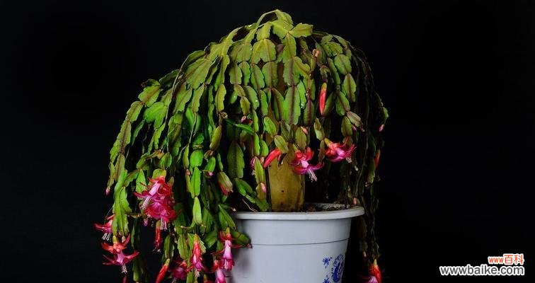 蟹爪兰花苞即将绽放，如何科学养护？