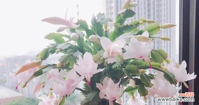 蟹爪兰花苞即将绽放，如何科学养护？