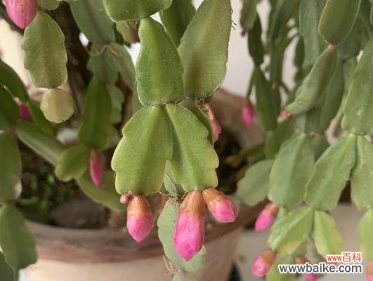 蟹爪兰花苞即将绽放，如何科学养护？