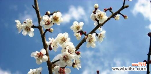 从孤傲、坚韧到高贵优雅，探寻梅花的文化内涵 梅花的象征意义