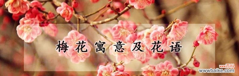 从孤傲、坚韧到高贵优雅，探寻梅花的文化内涵 梅花的象征意义