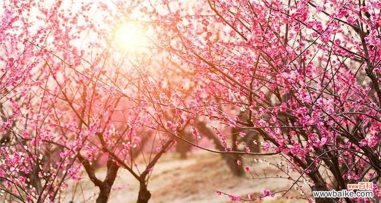 从孤傲、坚韧到高贵优雅，探寻梅花的文化内涵 梅花的象征意义