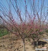 打造美丽园林的秘密步骤、技巧、注意事项 红梅树种植方法详解