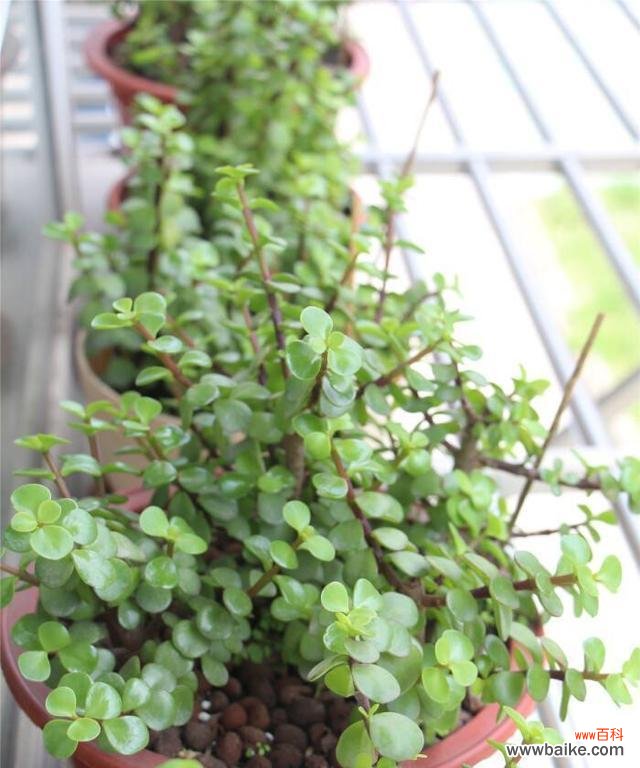 金枝玉叶植物的养护指南 打造金枝玉叶的秘诀