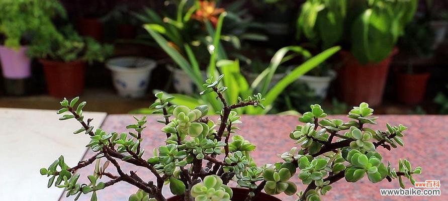 金枝玉叶植物的养护指南 打造金枝玉叶的秘诀