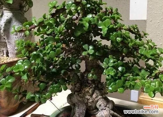 金枝玉叶植物的养护指南 打造金枝玉叶的秘诀