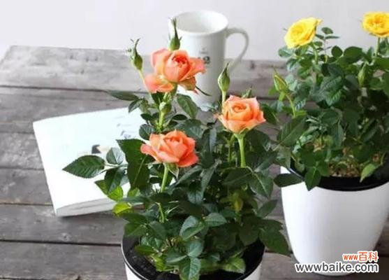 种植时间和方法详解,轻松培育美丽月季 如何种植月季种子