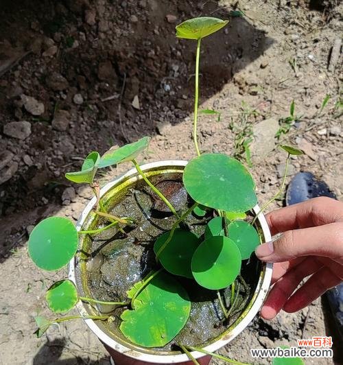 探寻碗莲的花语之美 碗莲——灵性与纯洁的象征