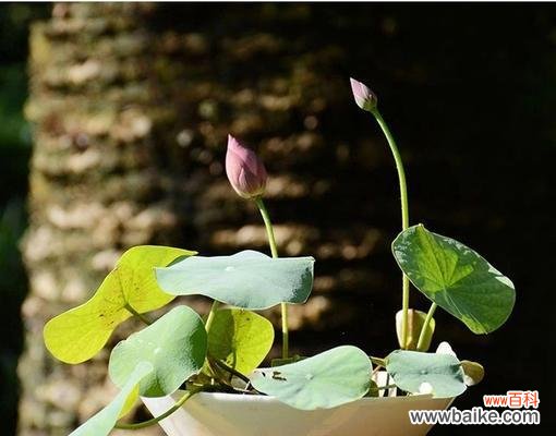 探寻碗莲的花语之美 碗莲——灵性与纯洁的象征